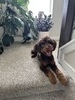 Whiskey